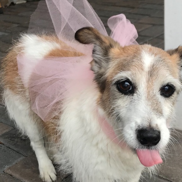 Meet your Posher, Barbara - Picture 1 of 1